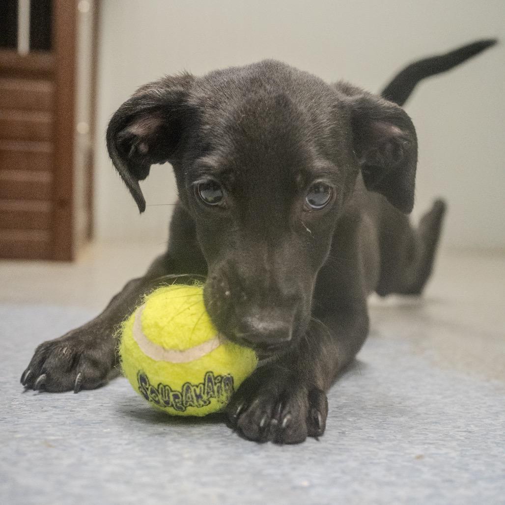 Princess Leia, a Adoptable mixed breed in Pawling, NY image 6/6