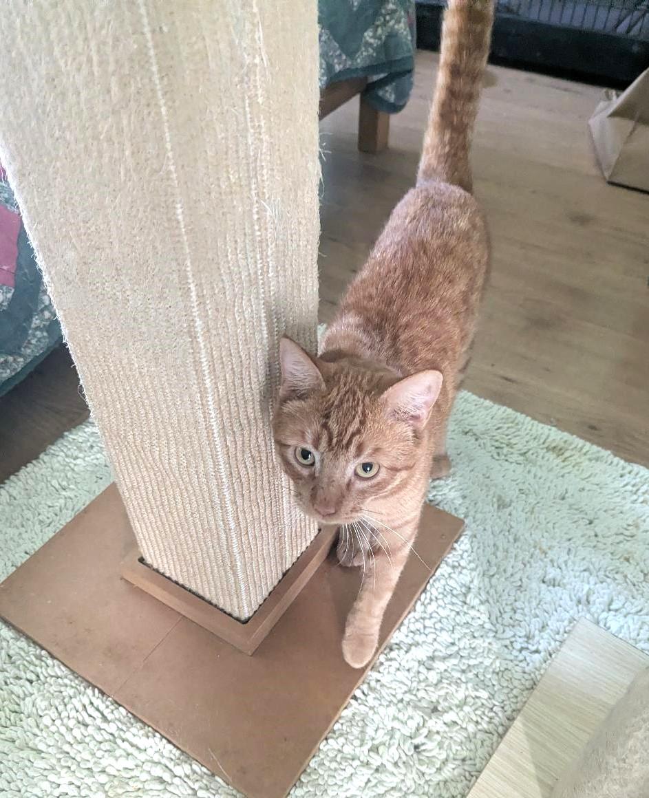 Enlarge BURGLAR - EASYGOING SWEET TALKER, a ADOPTABLE mixed breed in Plano, TX image 3/6