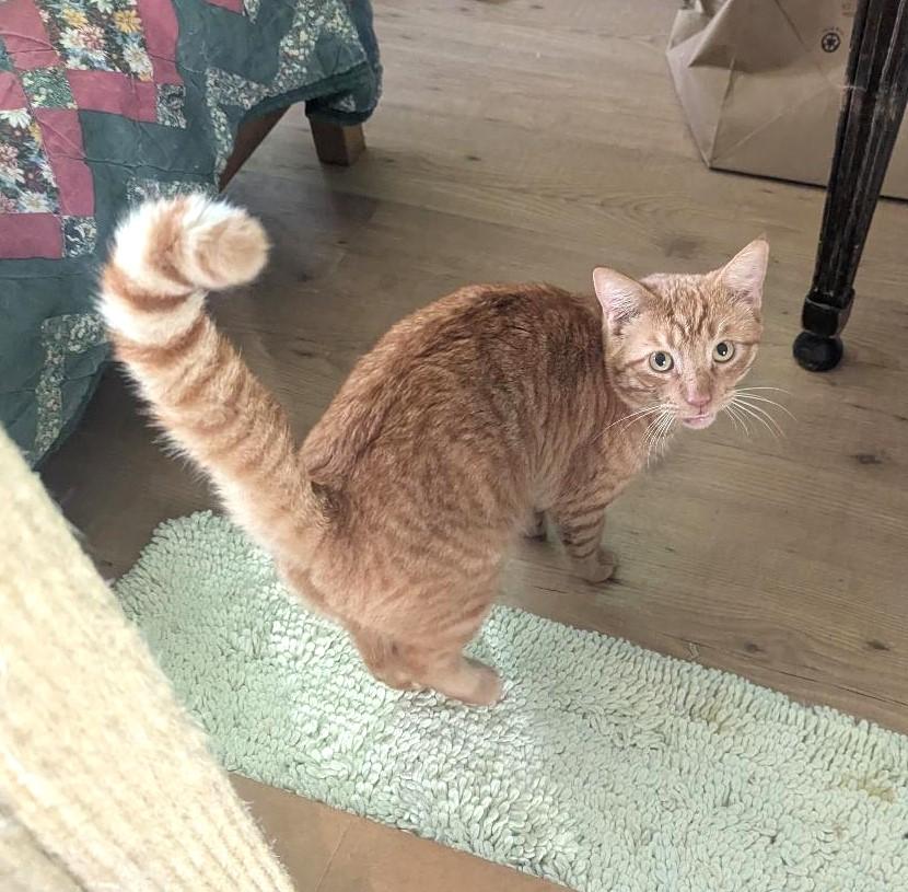 Enlarge BURGLAR - EASYGOING SWEET TALKER, a ADOPTABLE mixed breed in Plano, TX image 4/6