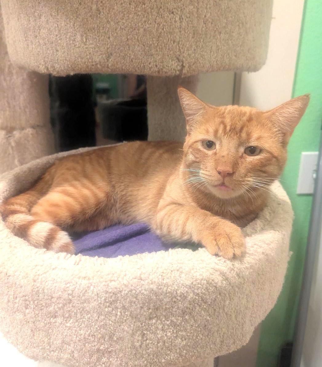 Enlarge BURGLAR - EASYGOING SWEET TALKER, a ADOPTABLE mixed breed in Plano, TX image 2/6