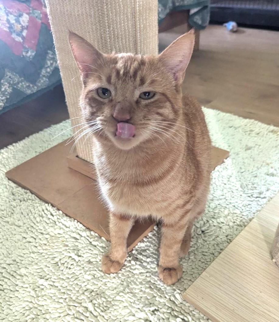 Enlarge BURGLAR - EASYGOING SWEET TALKER, a ADOPTABLE mixed breed in Plano, TX image 6/6