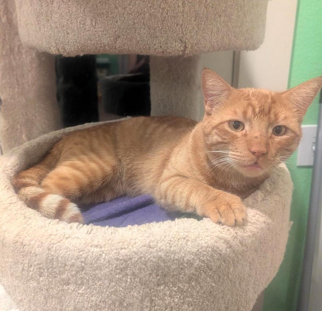 Enlarge BURGLAR - EASYGOING SWEET TALKER, a ADOPTABLE mixed breed in Plano, TX image 5/6