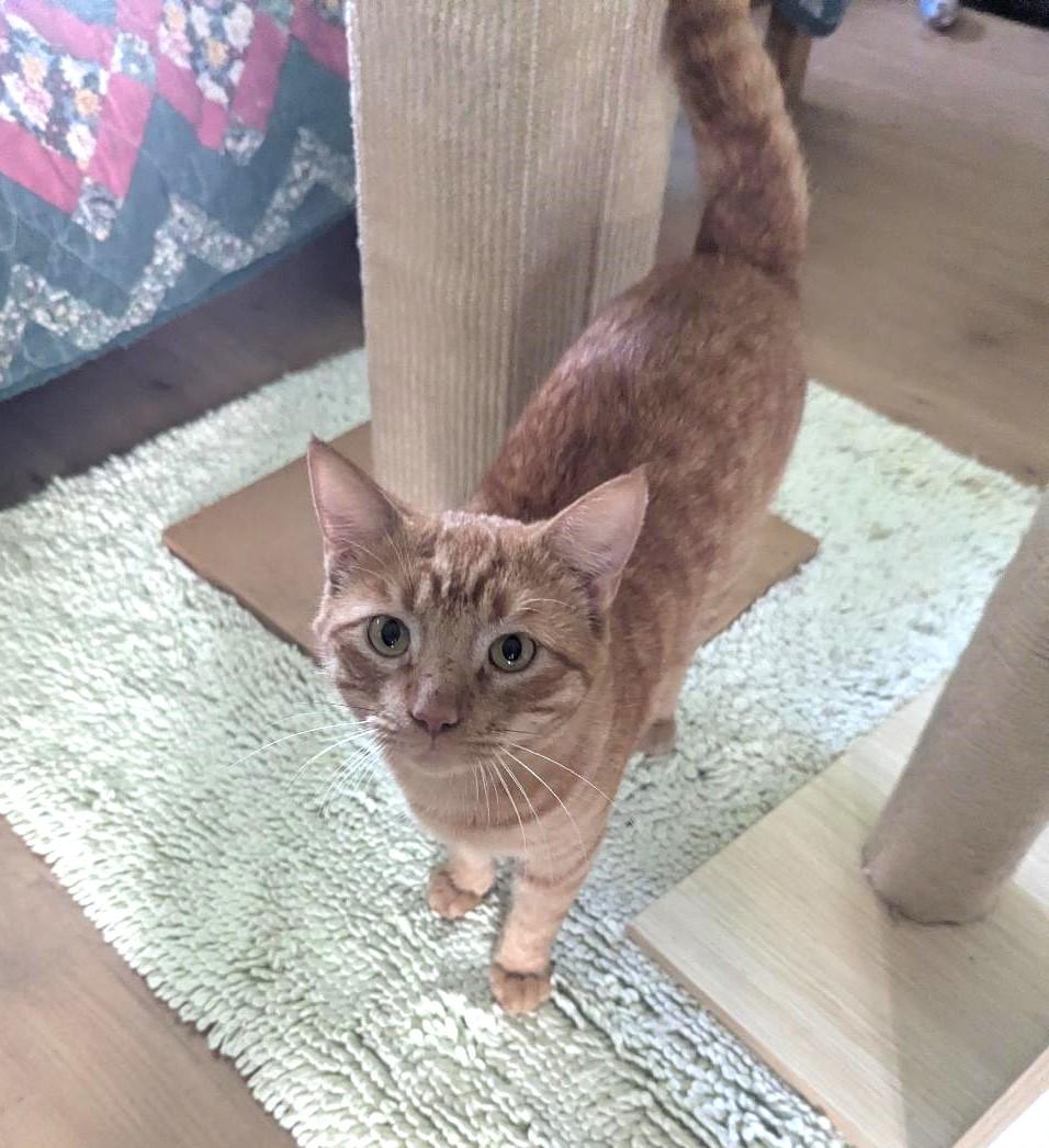 BURGLAR - EASYGOING SWEET TALKER, ADOPTABLE, Young Male Tabby & Domestic Short Hair.