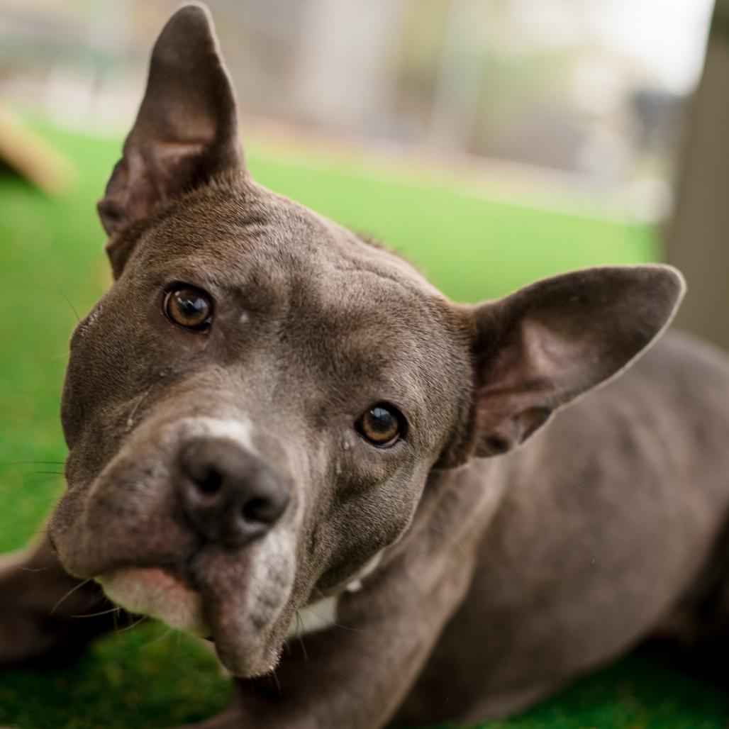 Violet, Adoptable, Young Female English Bulldog & Mixed Breed.