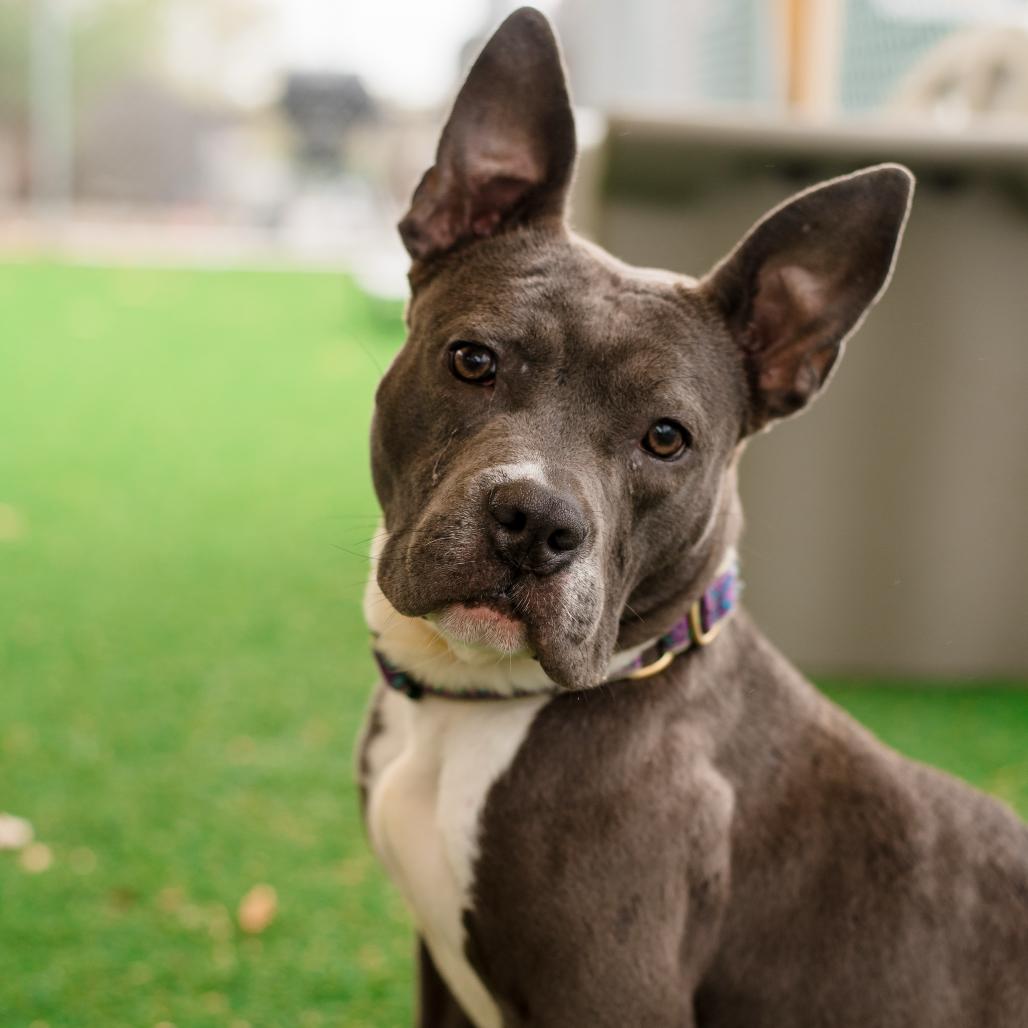 Violet, a Adoptable mixed breed in Warwick, RI image 2/6