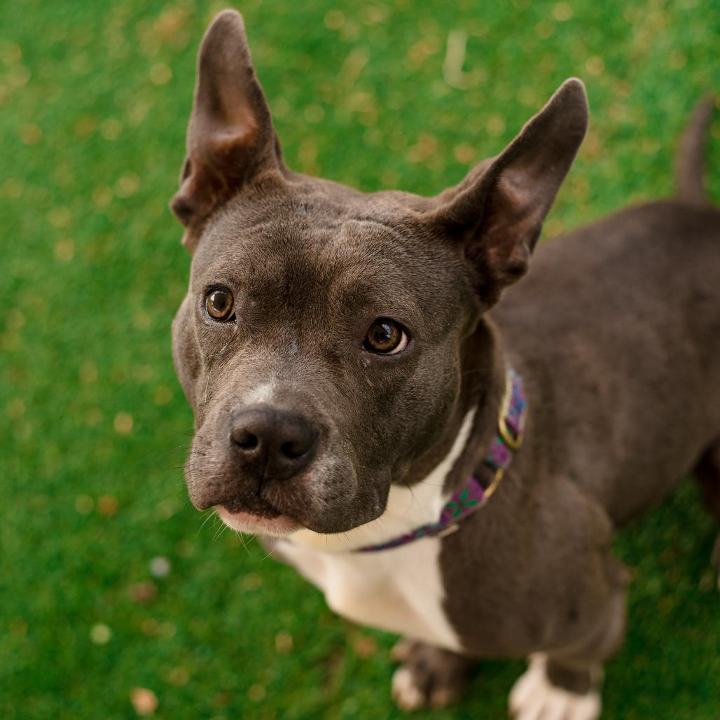 Violet, a Adoptable mixed breed in Warwick, RI image 3/6