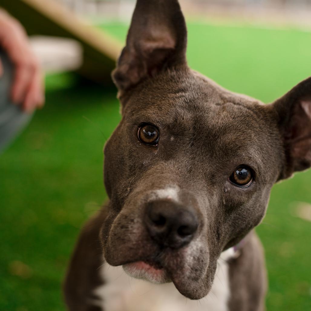 Violet, a Adoptable mixed breed in Warwick, RI image 5/6