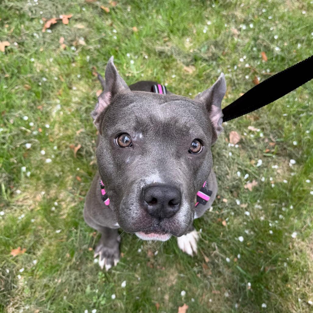 Violet, a Adoptable mixed breed in Warwick, RI image 6/6