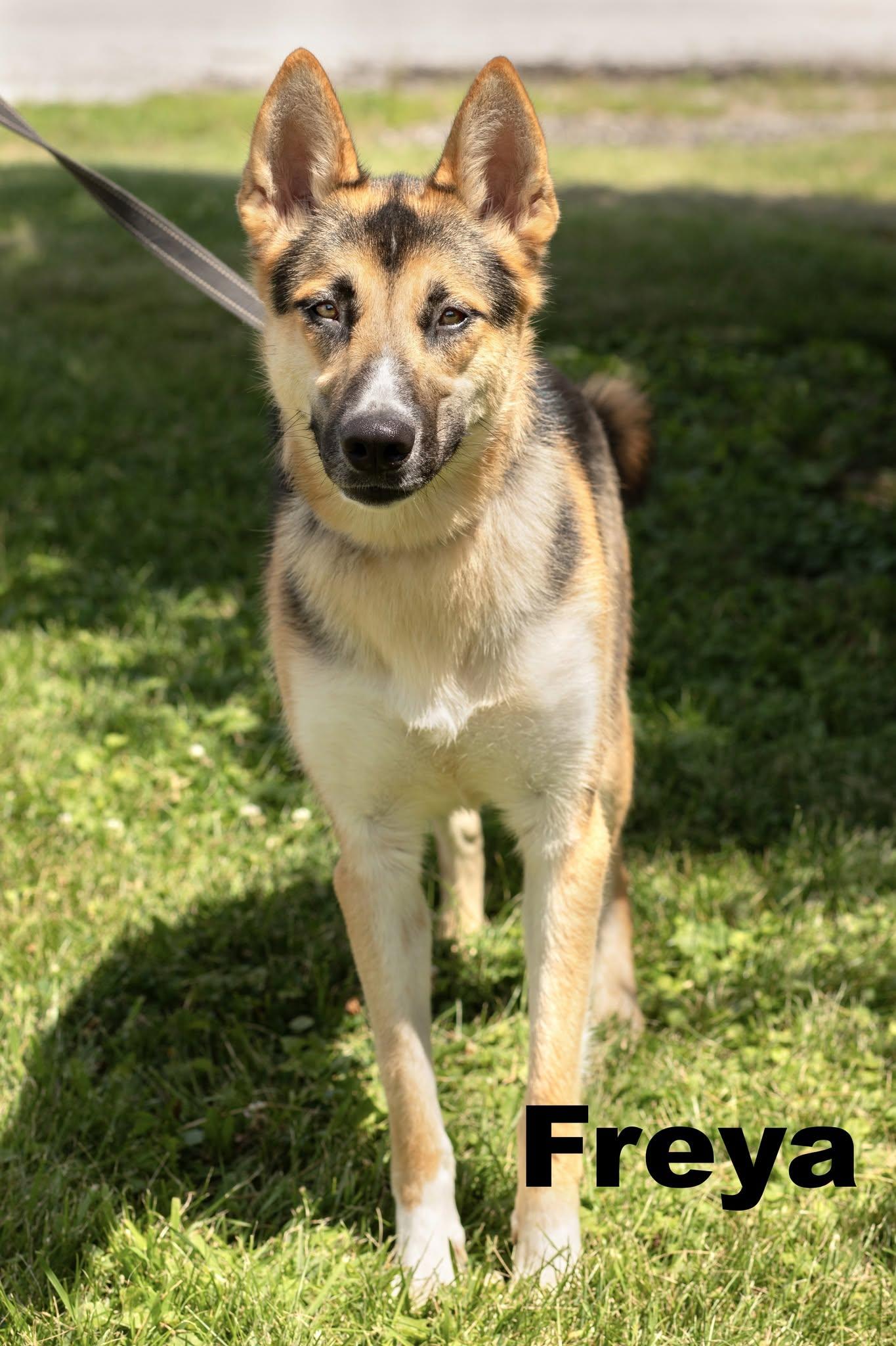 Freya, adopted, Young Female German Shepherd Dog.