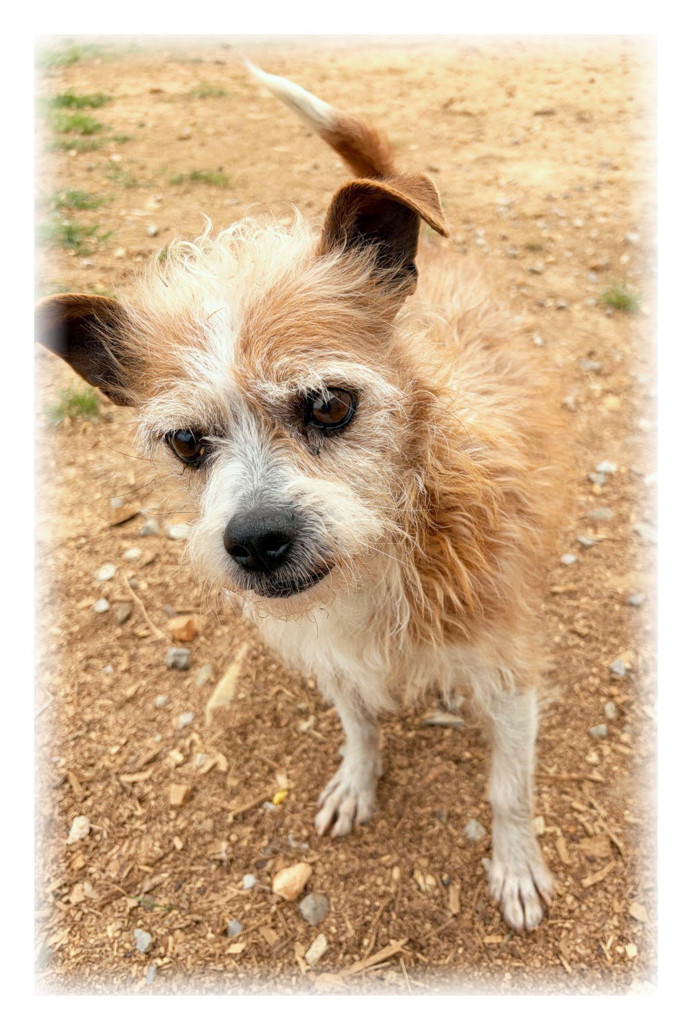 Enlarge Bandit, a ADOPTABLE mixed breed in Melbourne, AR image 4/4