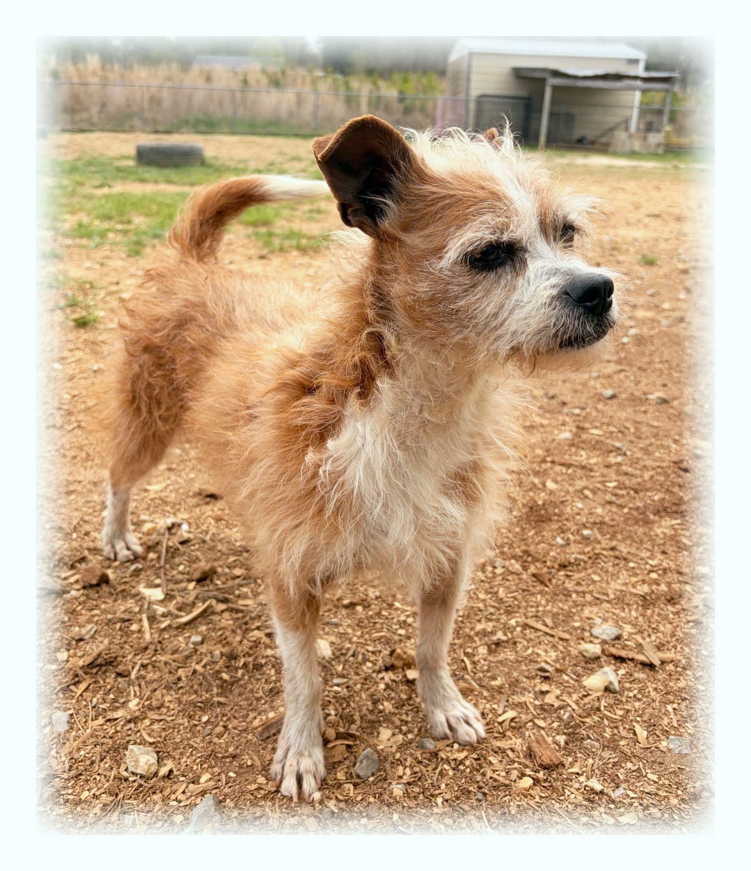 Bandit, ADOPTABLE, Adult Male Cairn Terrier & Wirehaired Terrier.