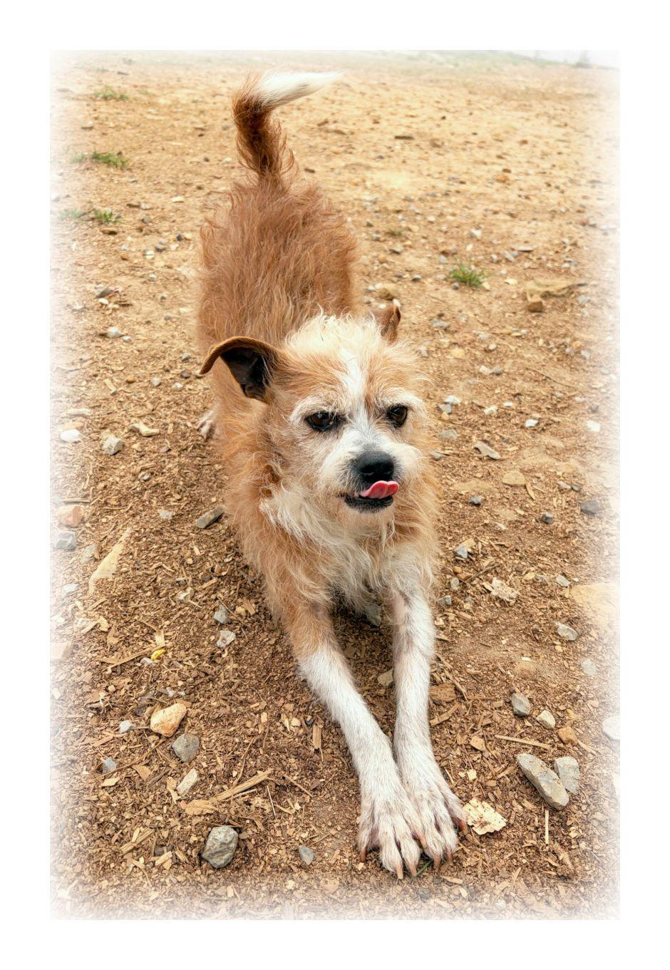 Enlarge Bandit, a ADOPTABLE mixed breed in Melbourne, AR image 3/4