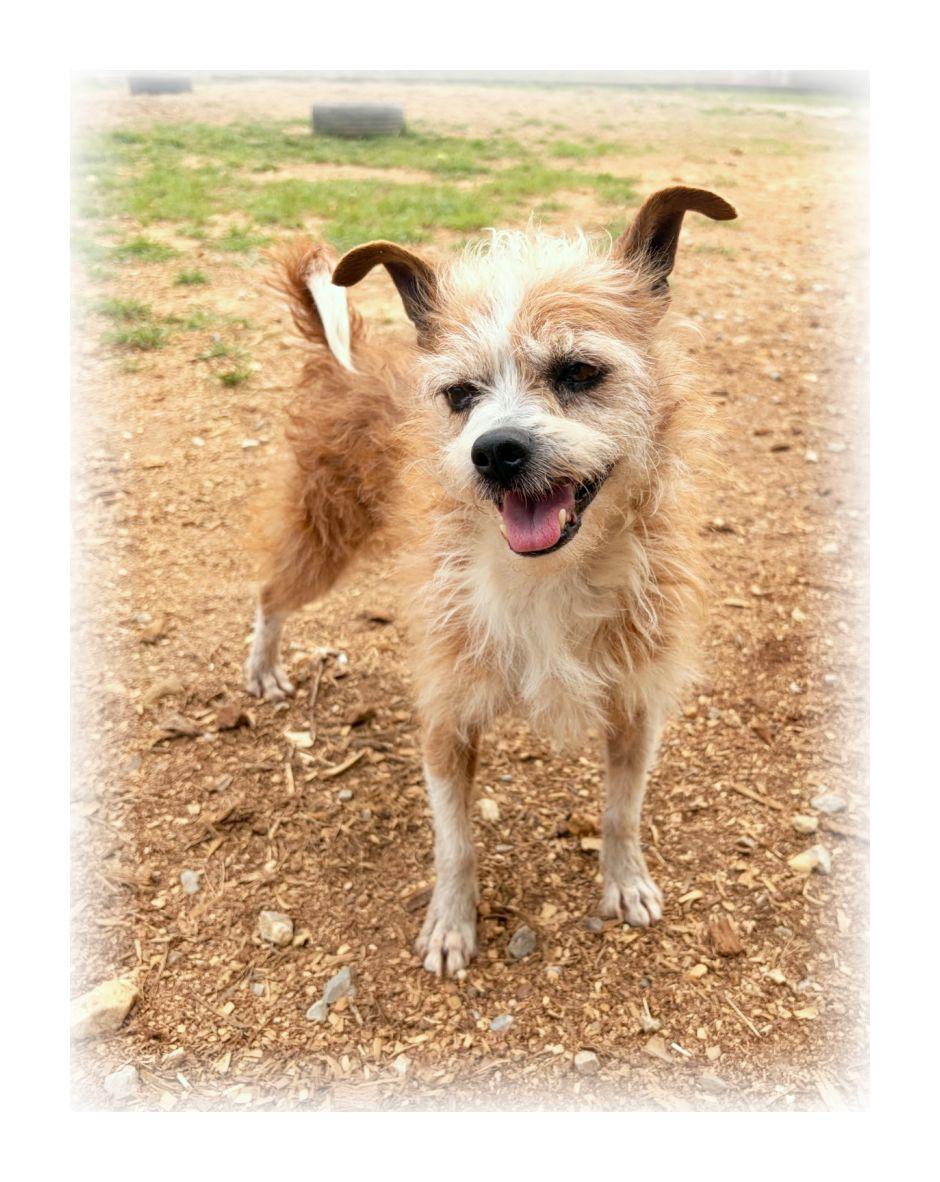 Enlarge Bandit, a ADOPTABLE mixed breed in Melbourne, AR image 2/4