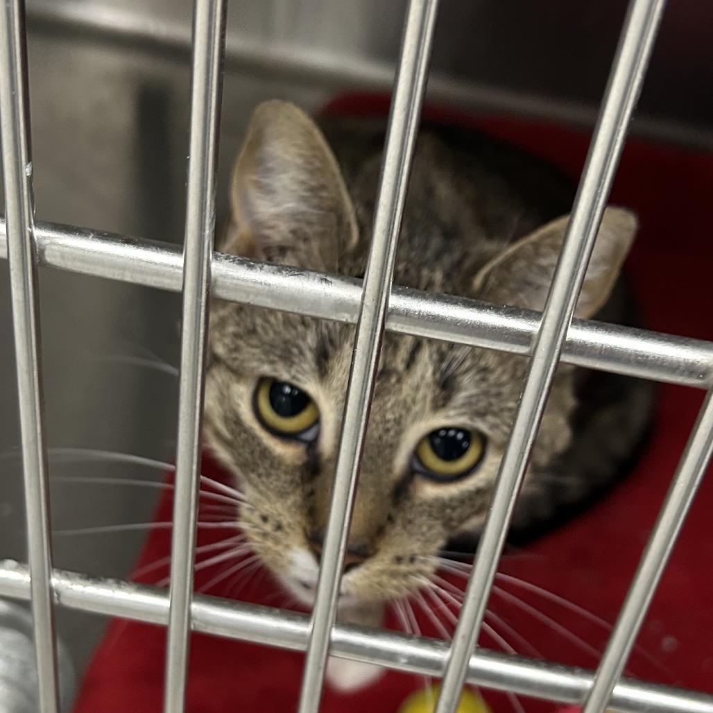 Aubrey, Adoptable, Young Female Domestic Short Hair.