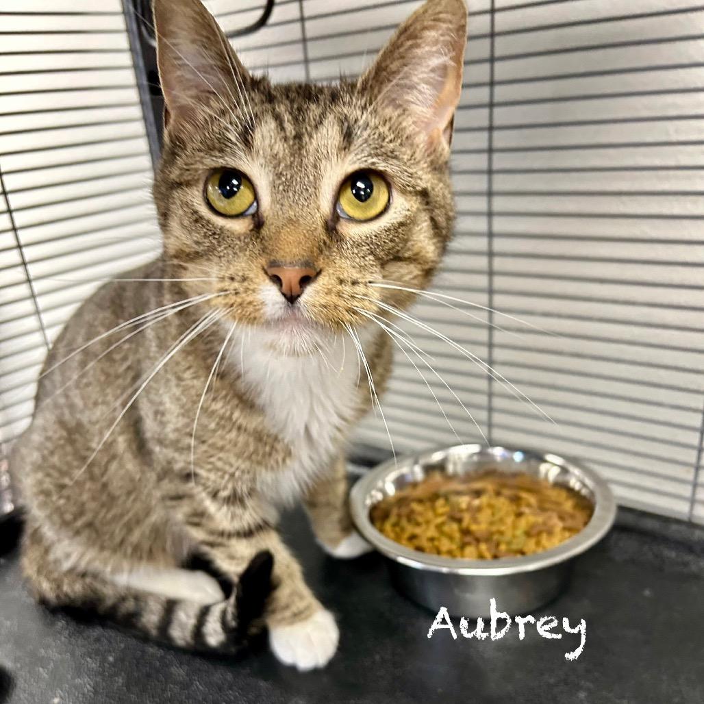 Enlarge Aubrey, a Adoptable Domestic Short Hair in Hannibal, MO image 2/2