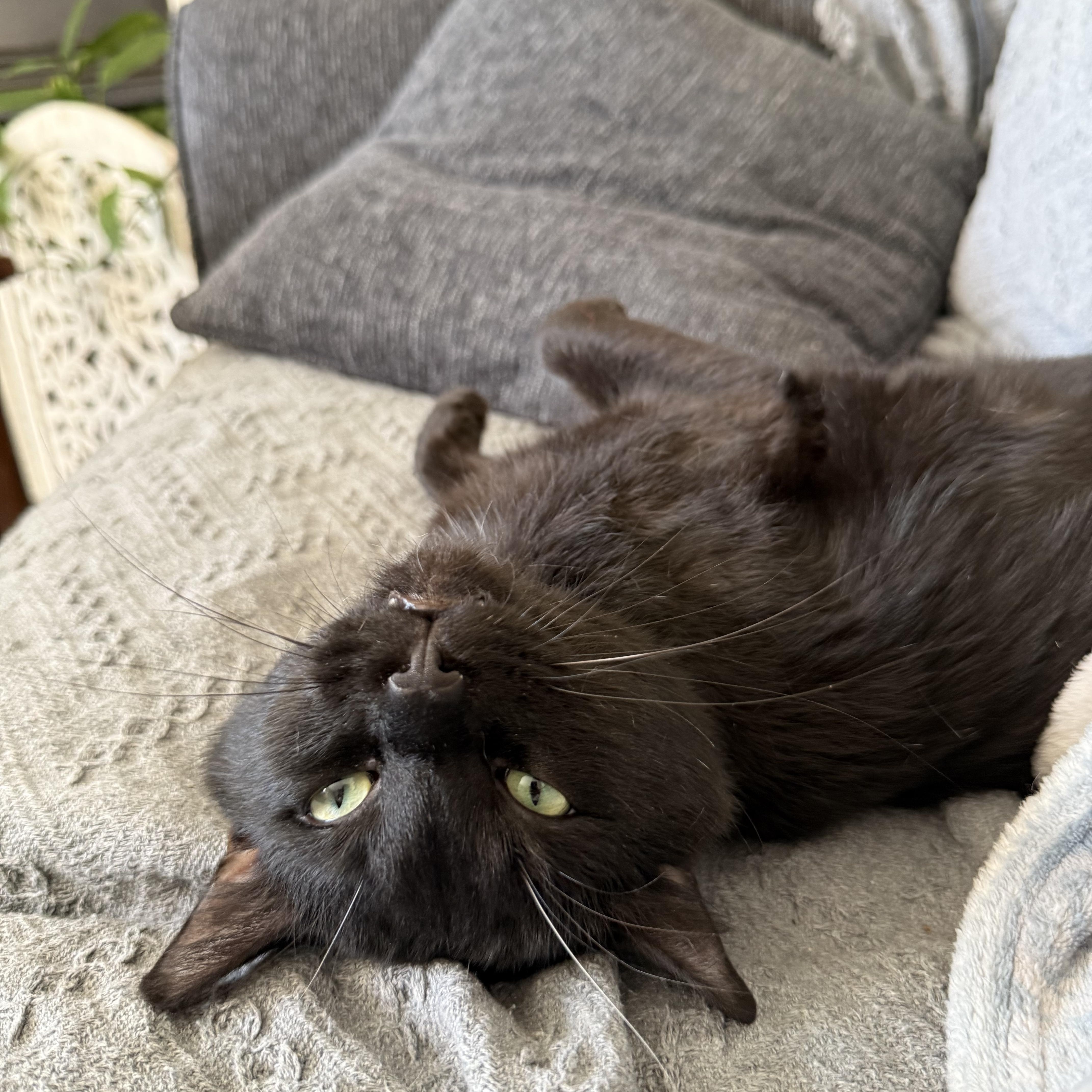 Barry , a ADOPTABLE mixed breed in Fort Oglethorpe, GA image 3/6