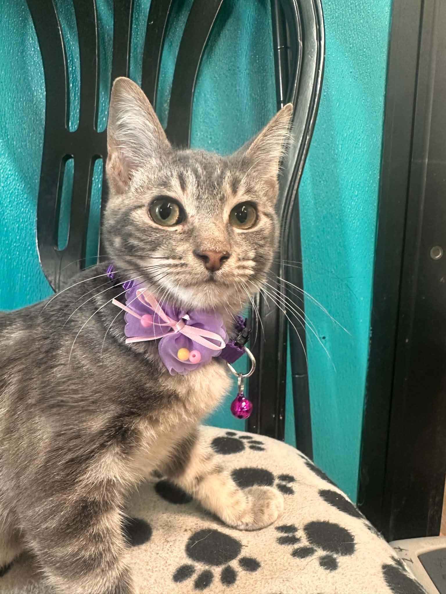 Squid, adopted, Young Female Domestic Short Hair.