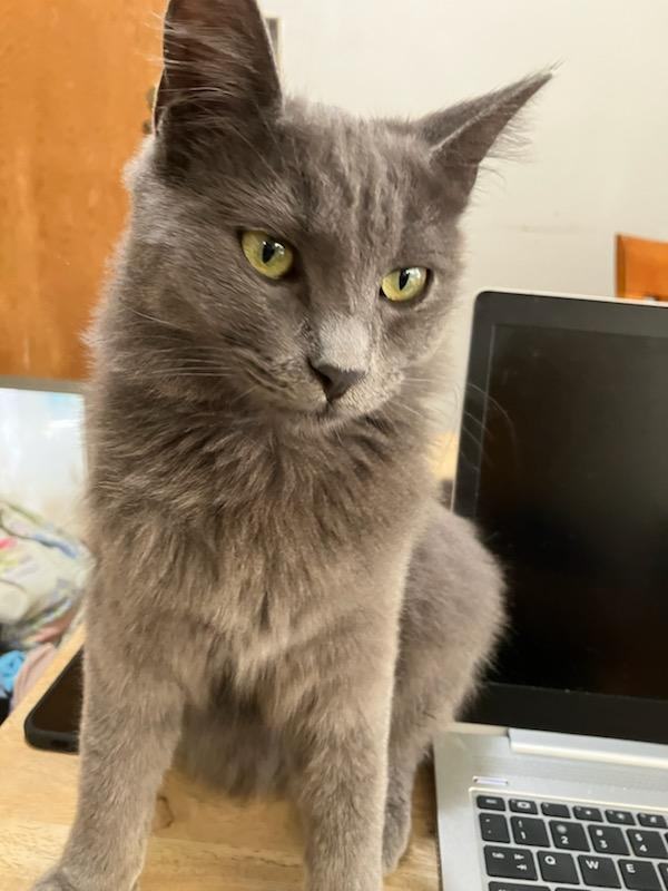 Storm, Adopted, Young Male Russian Blue & American Shorthair.