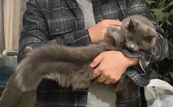 Storm, a Adopted mixed breed in San Jose, CA image 2/6