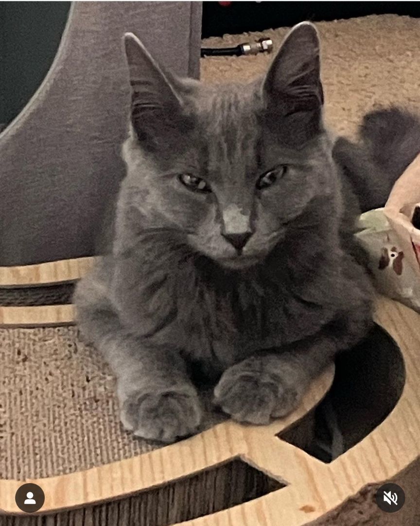 Storm, a Adopted mixed breed in San Jose, CA image 3/6