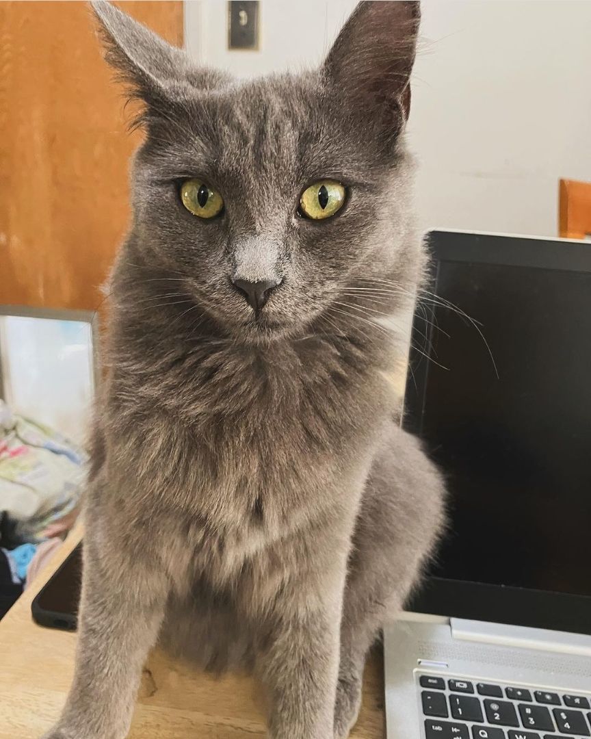 Storm, a Adopted mixed breed in San Jose, CA image 4/6