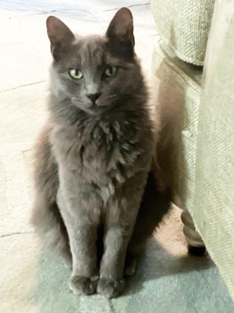 Storm, a Adopted mixed breed in San Jose, CA image 5/6