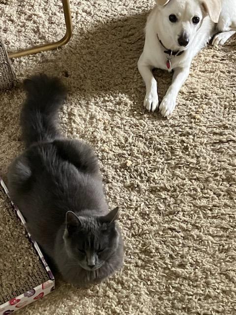 Storm, a Adopted mixed breed in San Jose, CA image 6/6