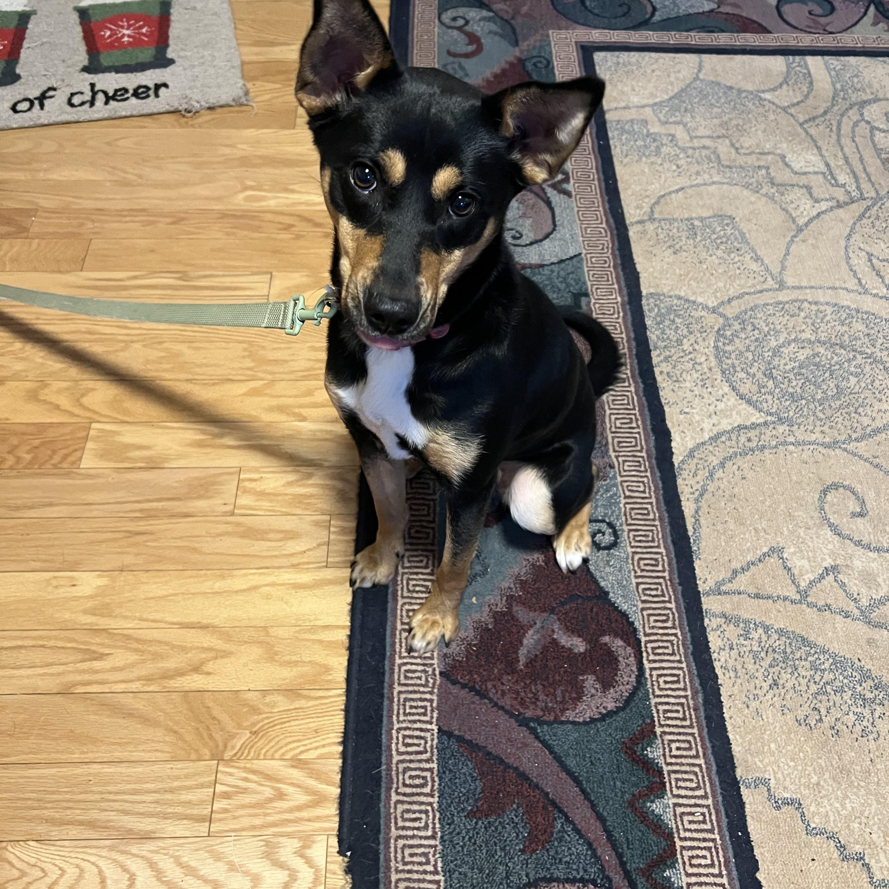 Luna, a ADOPTABLE mixed breed in Cary, NC image 3/6