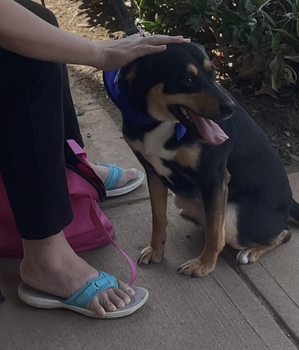 Luna, a ADOPTABLE mixed breed in Cary, NC image 2/6