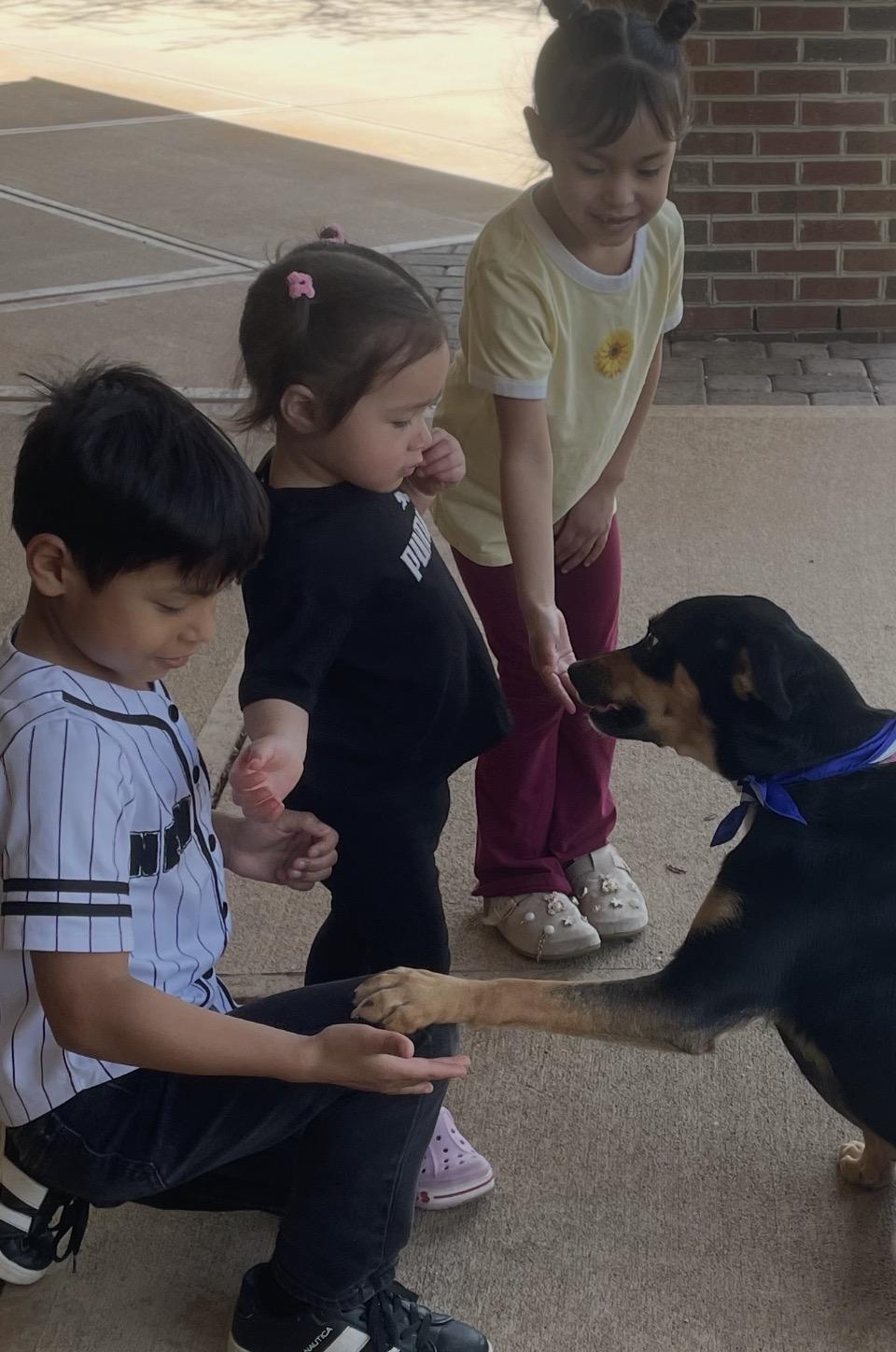 Luna, a ADOPTABLE mixed breed in Cary, NC image 6/6