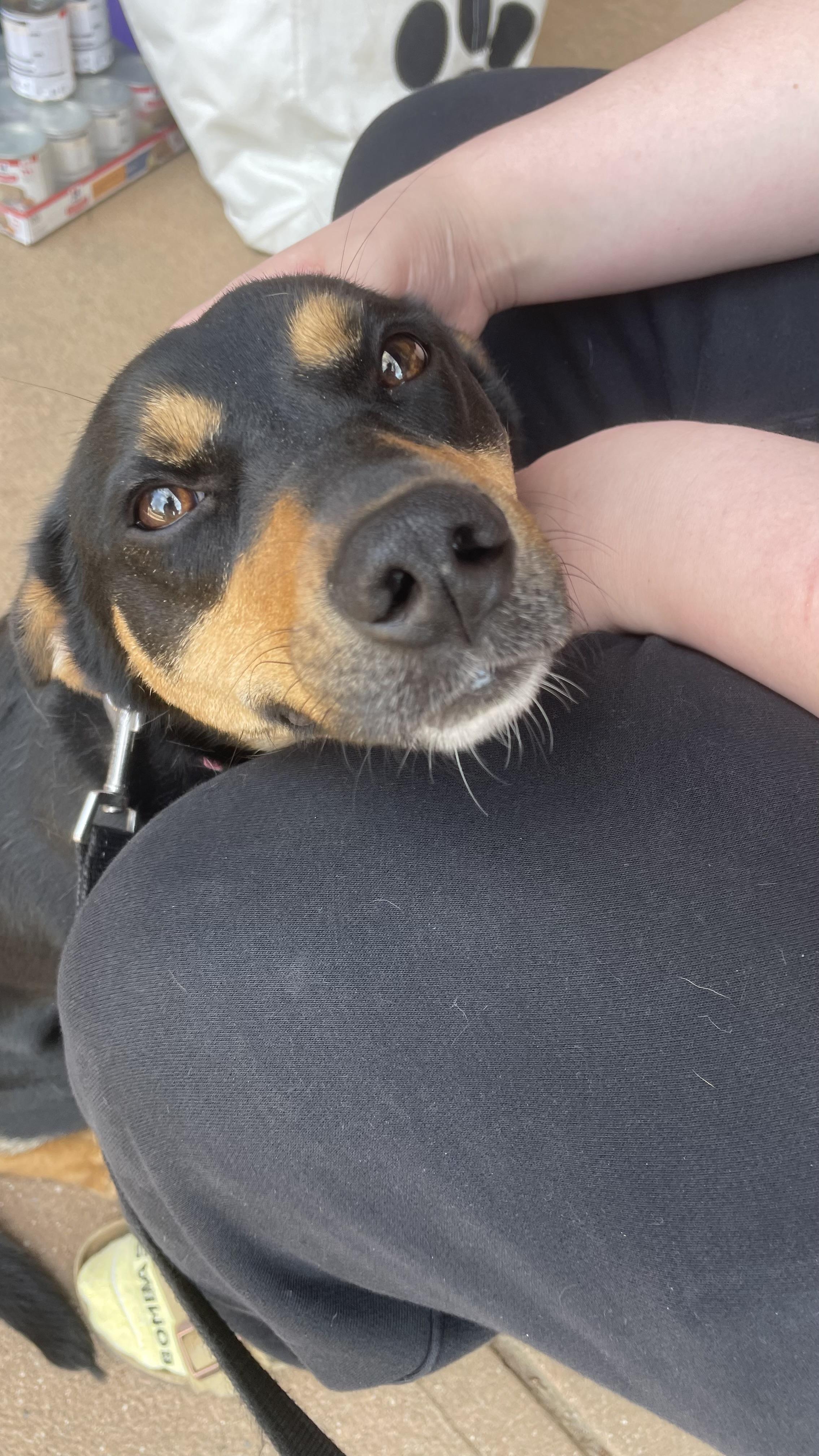 Luna, ADOPTABLE, Young Female Dachshund (Miniature Long Haired) & Miniature Dachshund.
