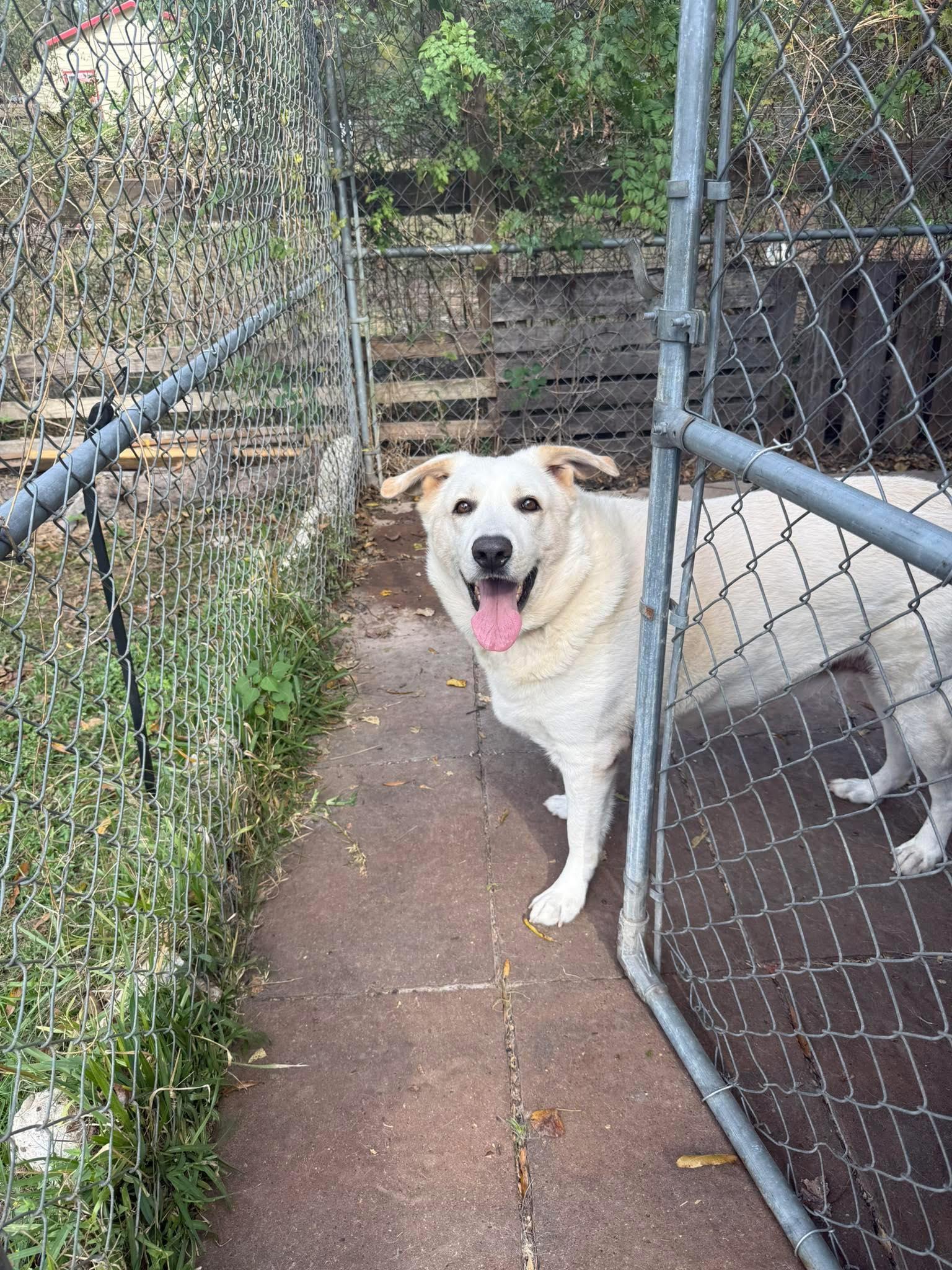 Mitch - Adoptable Pet | Petfinder | Petfinder