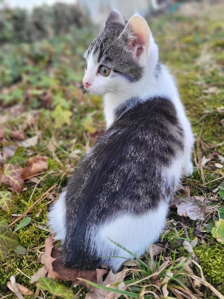 Enlarge Badger, a Adoptable mixed breed in Johnson City, TN image 1/5