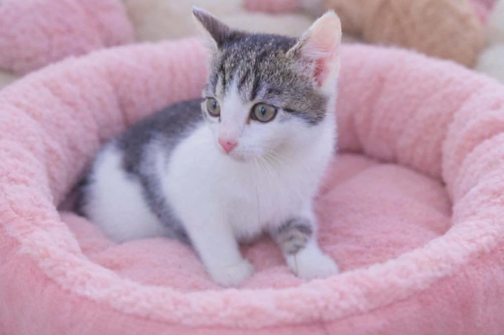 Enlarge Badger, a Adoptable mixed breed in Johnson City, TN image 2/5