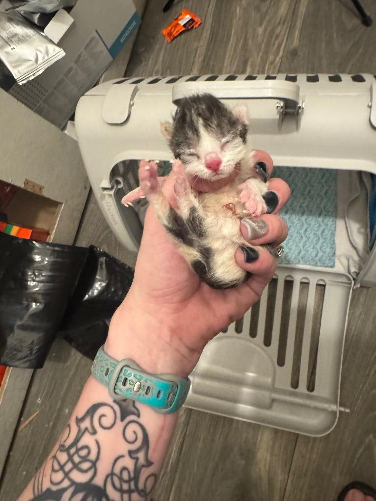 Enlarge Badger, a Adoptable mixed breed in Johnson City, TN image 3/5