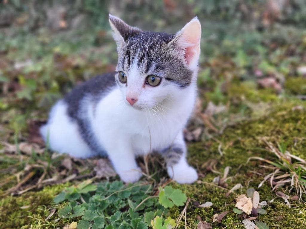 Enlarge Badger, a Adoptable mixed breed in Johnson City, TN image 4/5