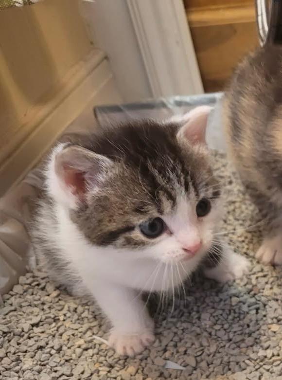 Enlarge Badger, a Adoptable mixed breed in Johnson City, TN image 5/5