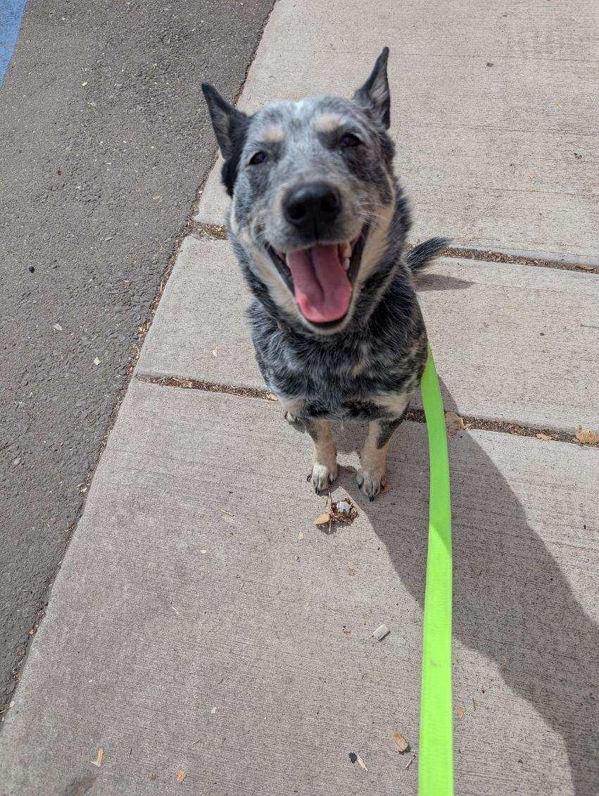 Enlarge June, a ADOPTABLE mixed breed in Bernalillo, NM image 2/4