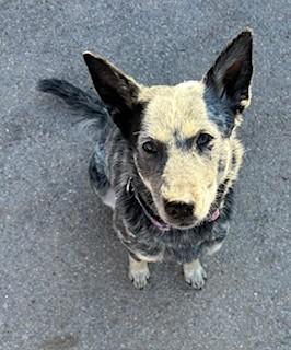 Enlarge June, a ADOPTABLE mixed breed in Bernalillo, NM image 1/3