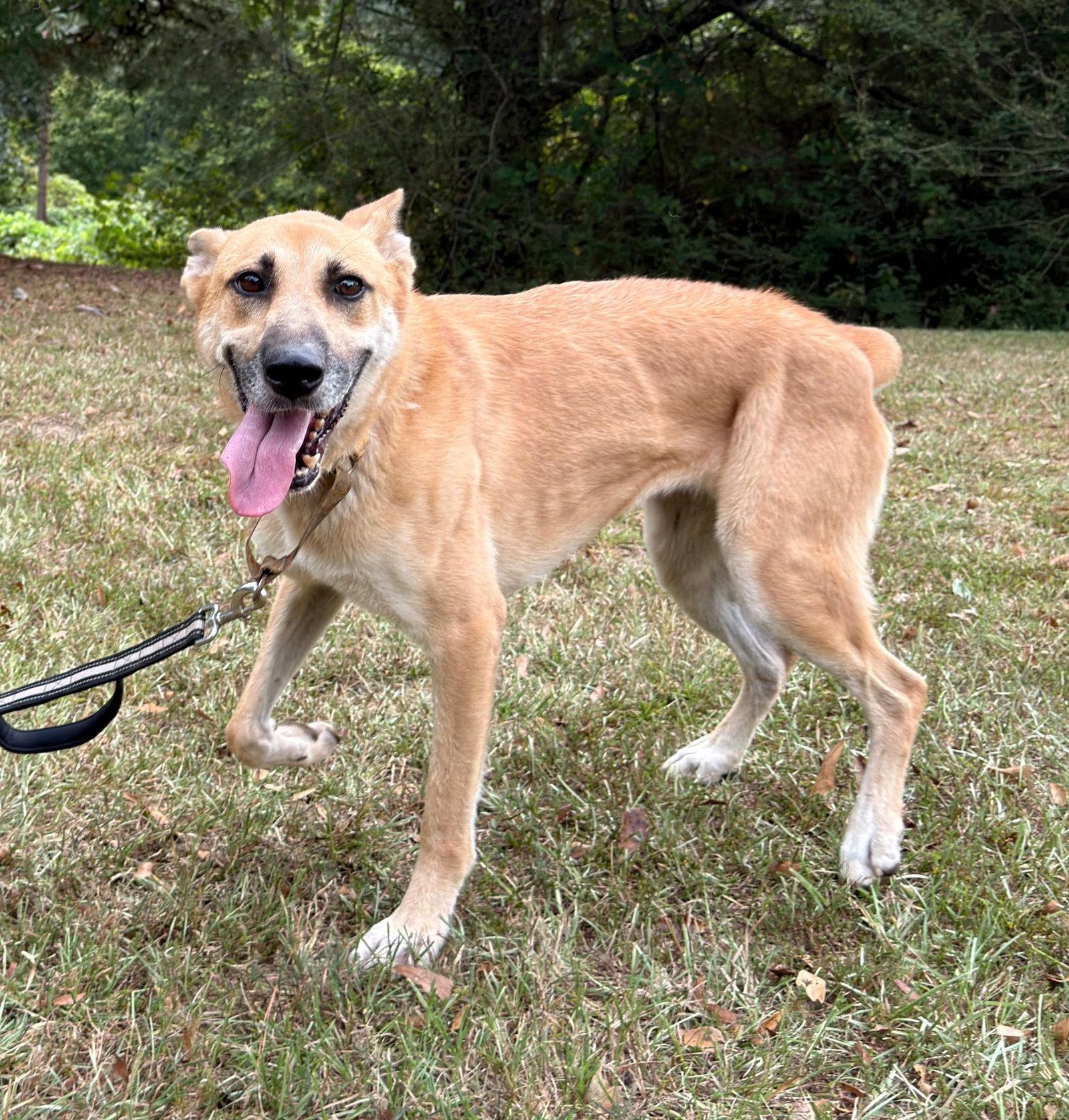 Enlarge Skye, a Adoptable mixed breed in Attalla, AL image 2/3