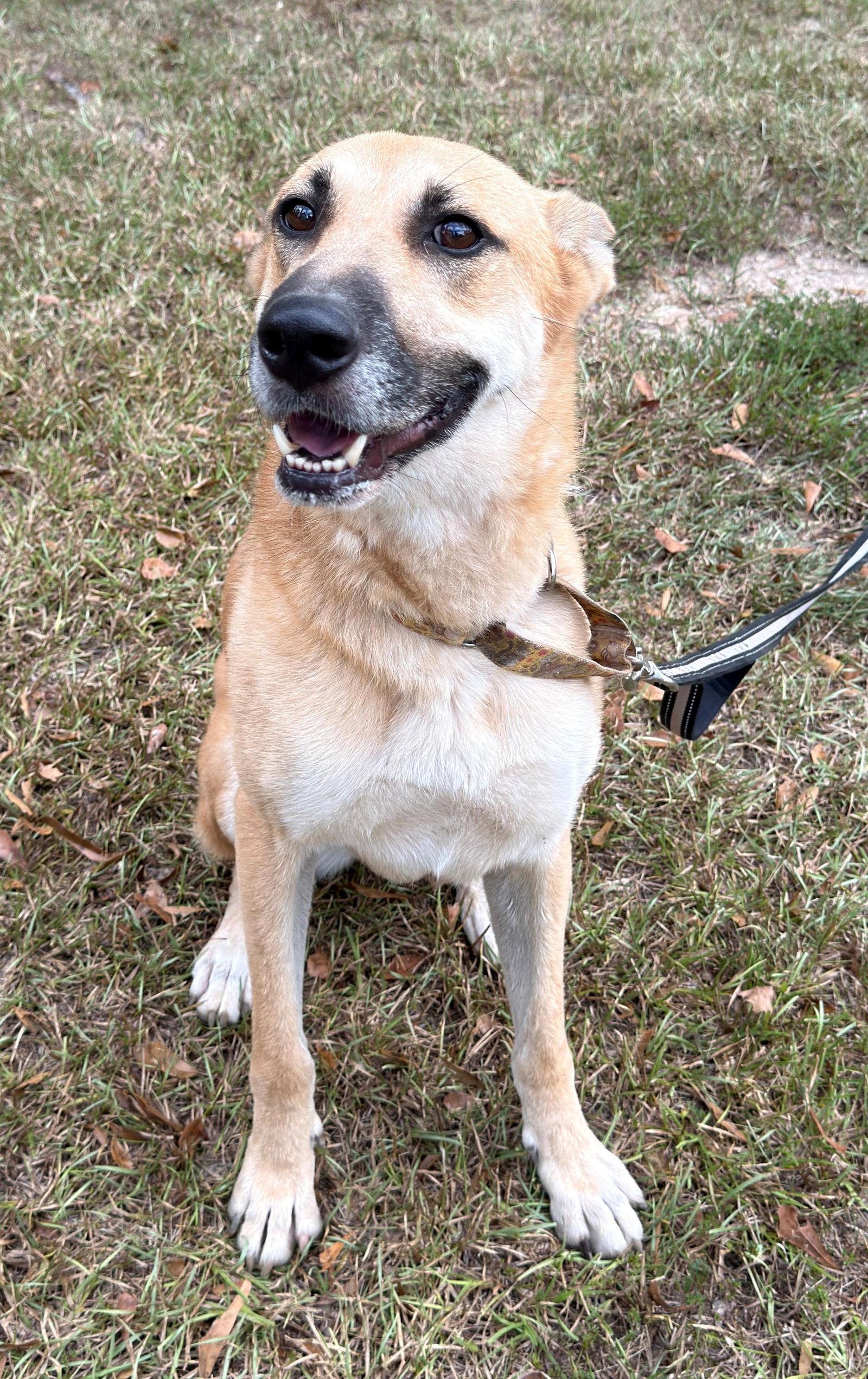 Enlarge Skye, a Adoptable mixed breed in Attalla, AL image 3/3