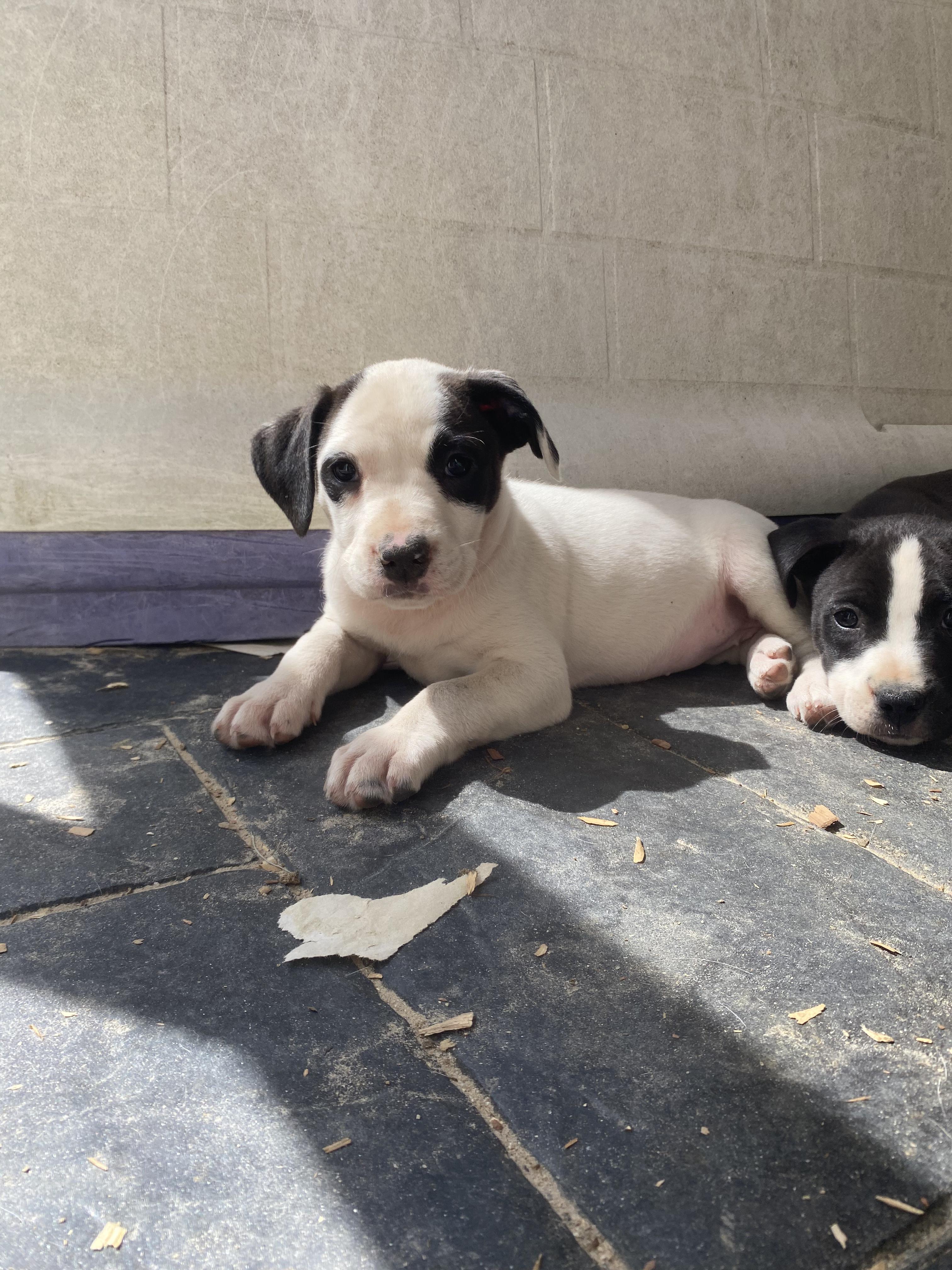 Prada (2 black eyes- middle pup in Igloo picture), a Adoptable mixed breed in Orangeburg, SC image 5/6