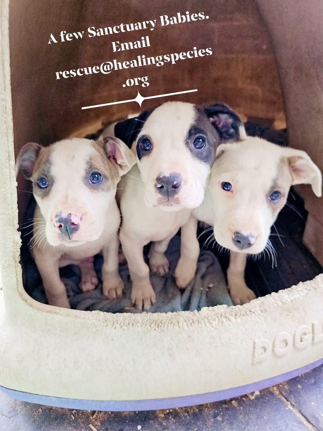 Prada (2 black eyes- middle pup in Igloo picture), a Adoptable mixed breed in Orangeburg, SC image 3/6
