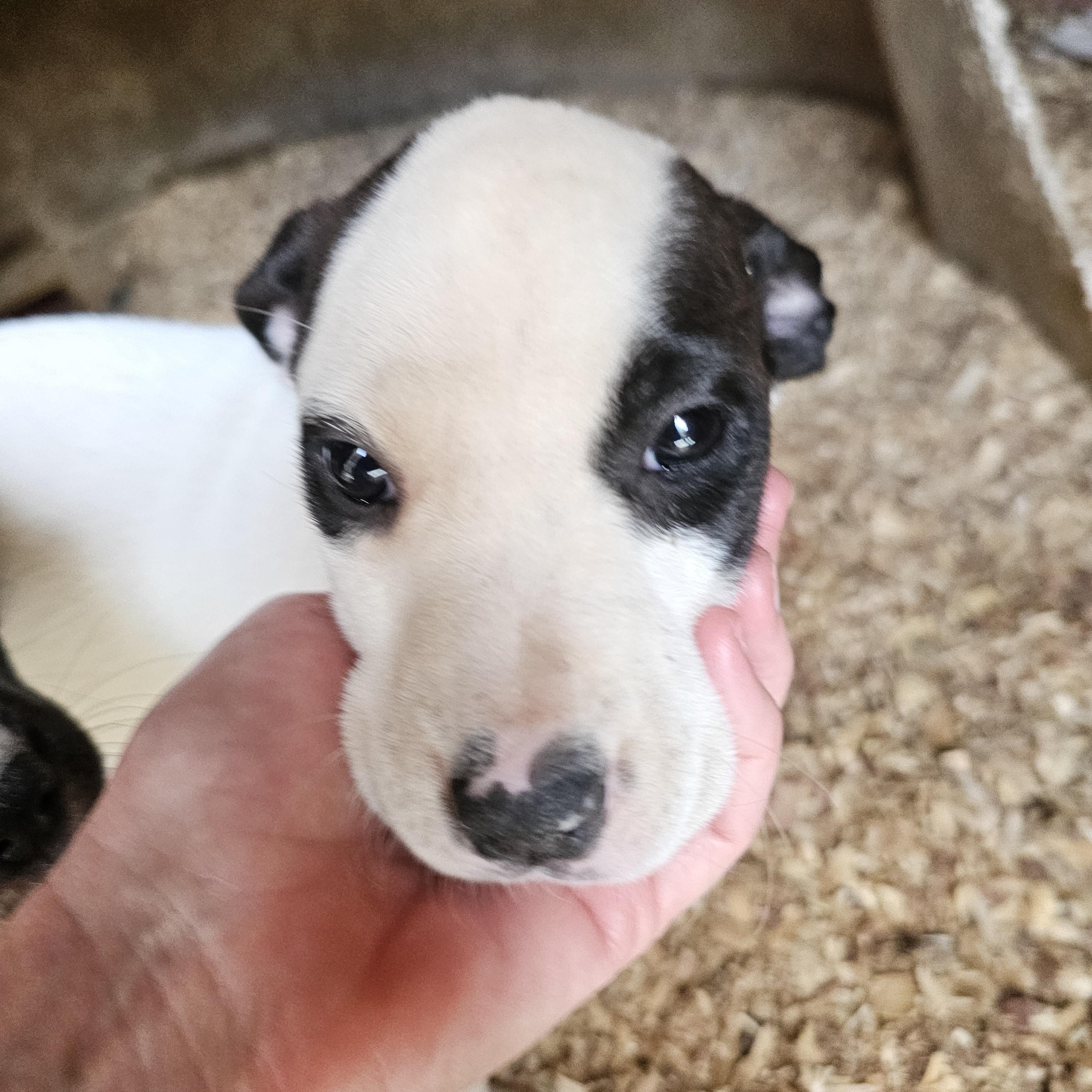 Prada (2 black eyes- middle pup in Igloo picture), a Adoptable mixed breed in Orangeburg, SC image 1/6