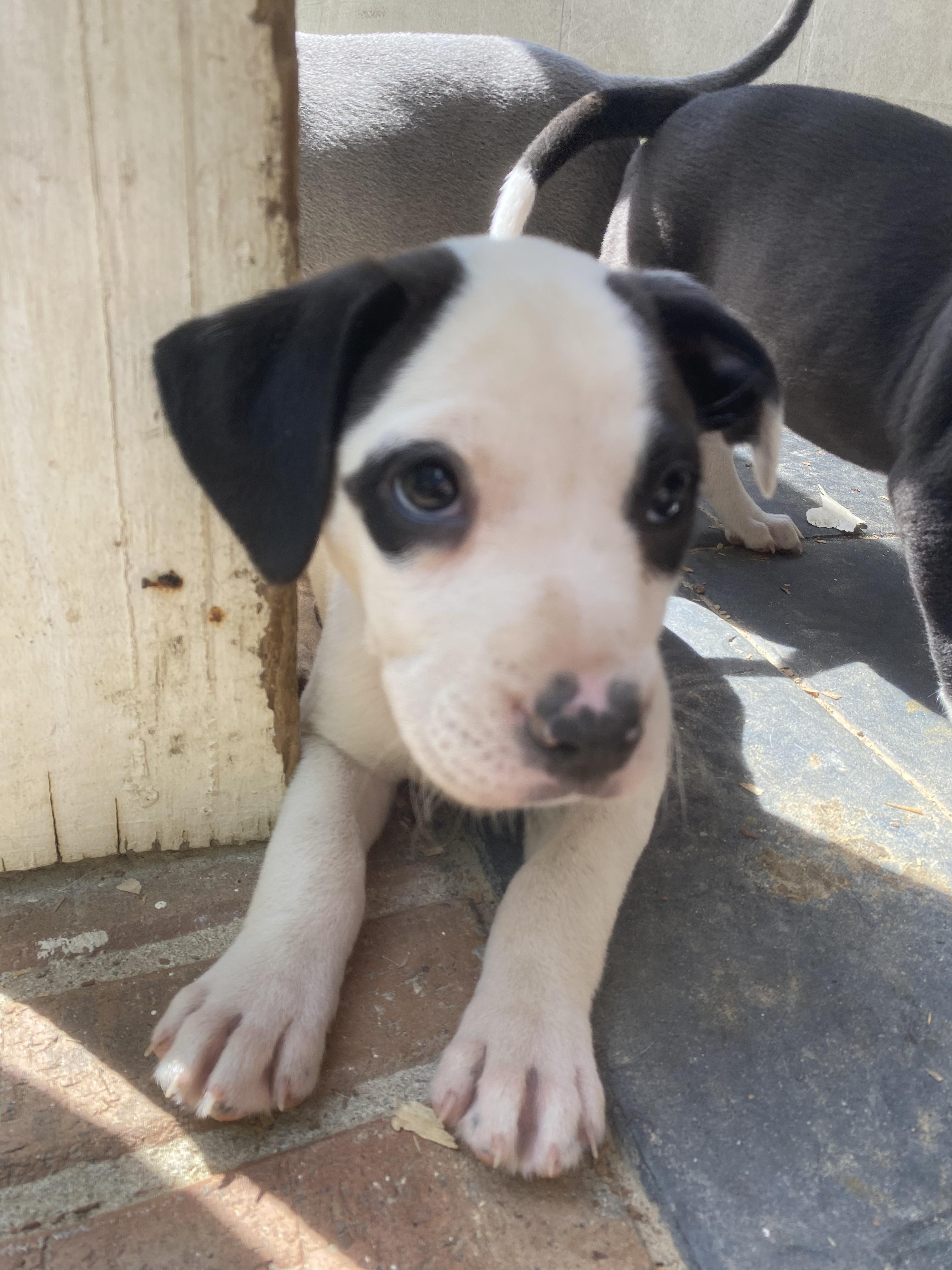 Prada (2 black eyes- middle pup in Igloo picture), a Adoptable mixed breed in Orangeburg, SC image 6/6