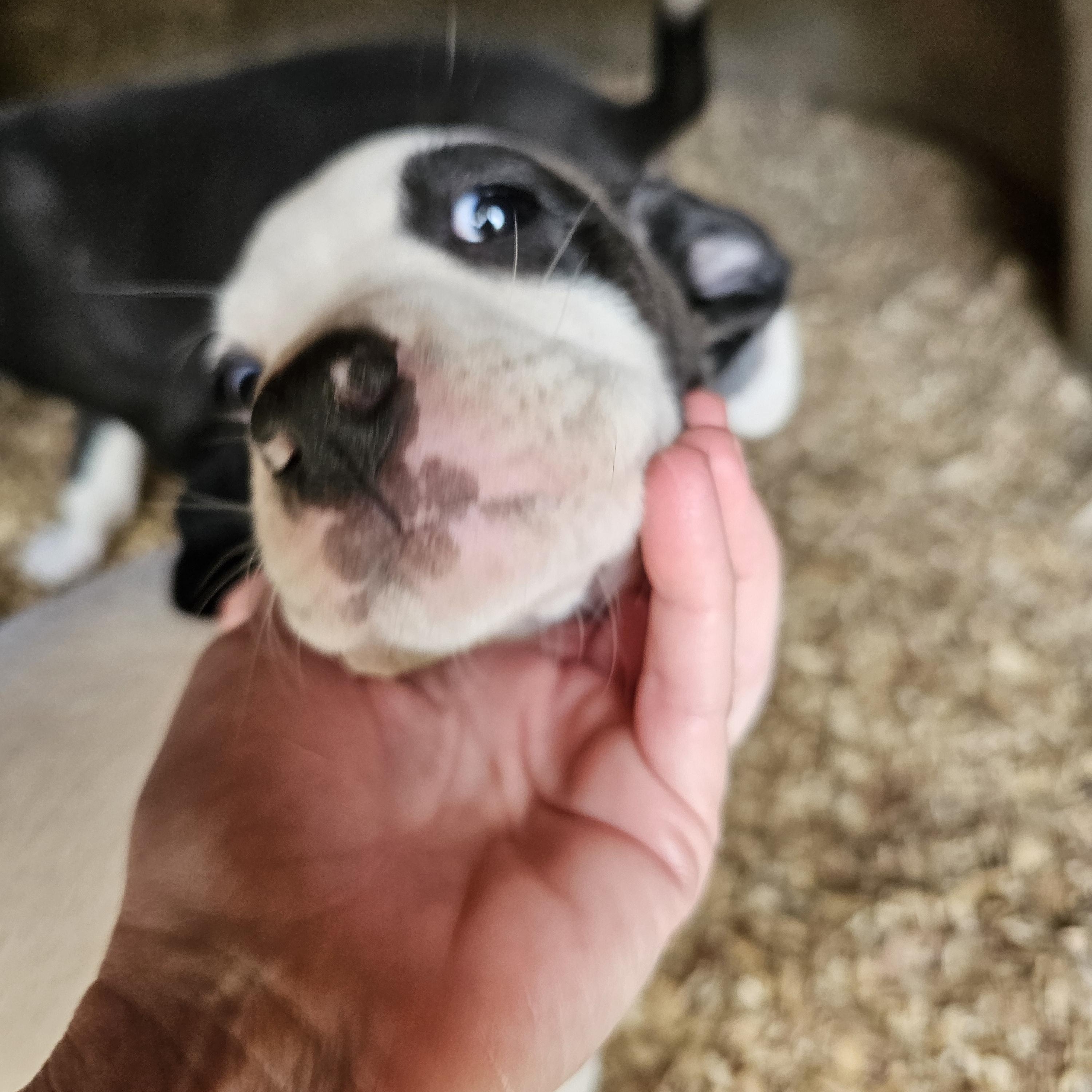 Prada (2 black eyes- middle pup in Igloo picture), a Adoptable mixed breed in Orangeburg, SC image 4/6