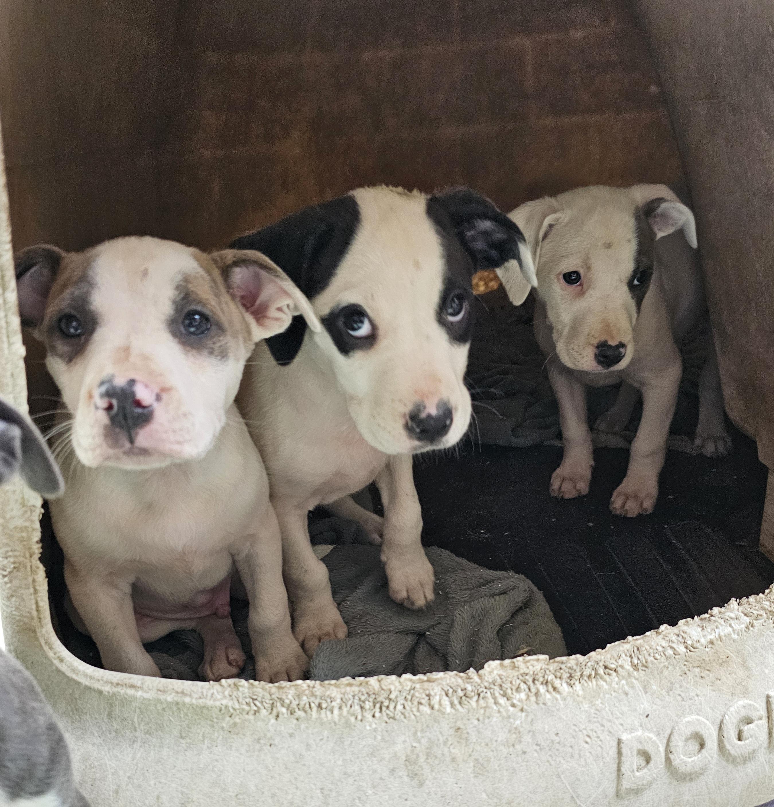 Prada (2 black eyes- middle pup in Igloo picture), a Adoptable mixed breed in Orangeburg, SC image 2/6