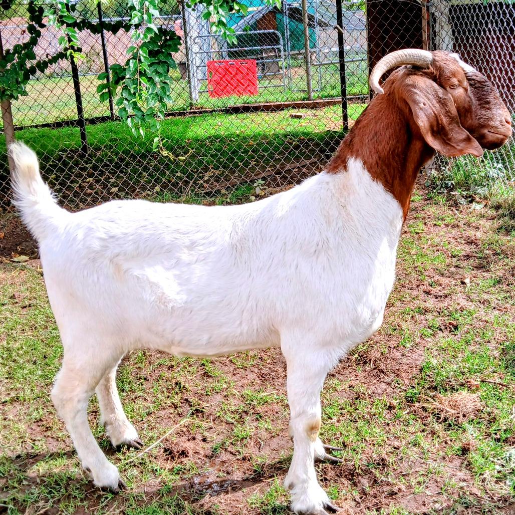 Enlarge Brownie, a Adoptable Goat in Fairport, NY image 1/3