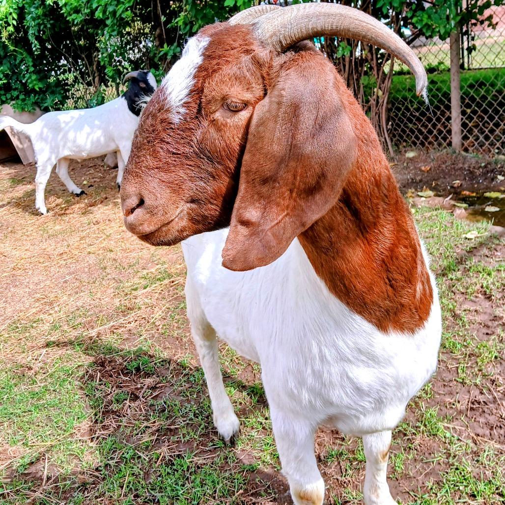 Enlarge Brownie, a Adoptable Goat in Fairport, NY image 2/3