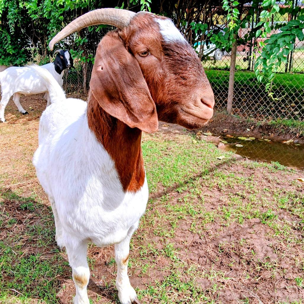 Enlarge Brownie, a Adoptable Goat in Fairport, NY image 3/3